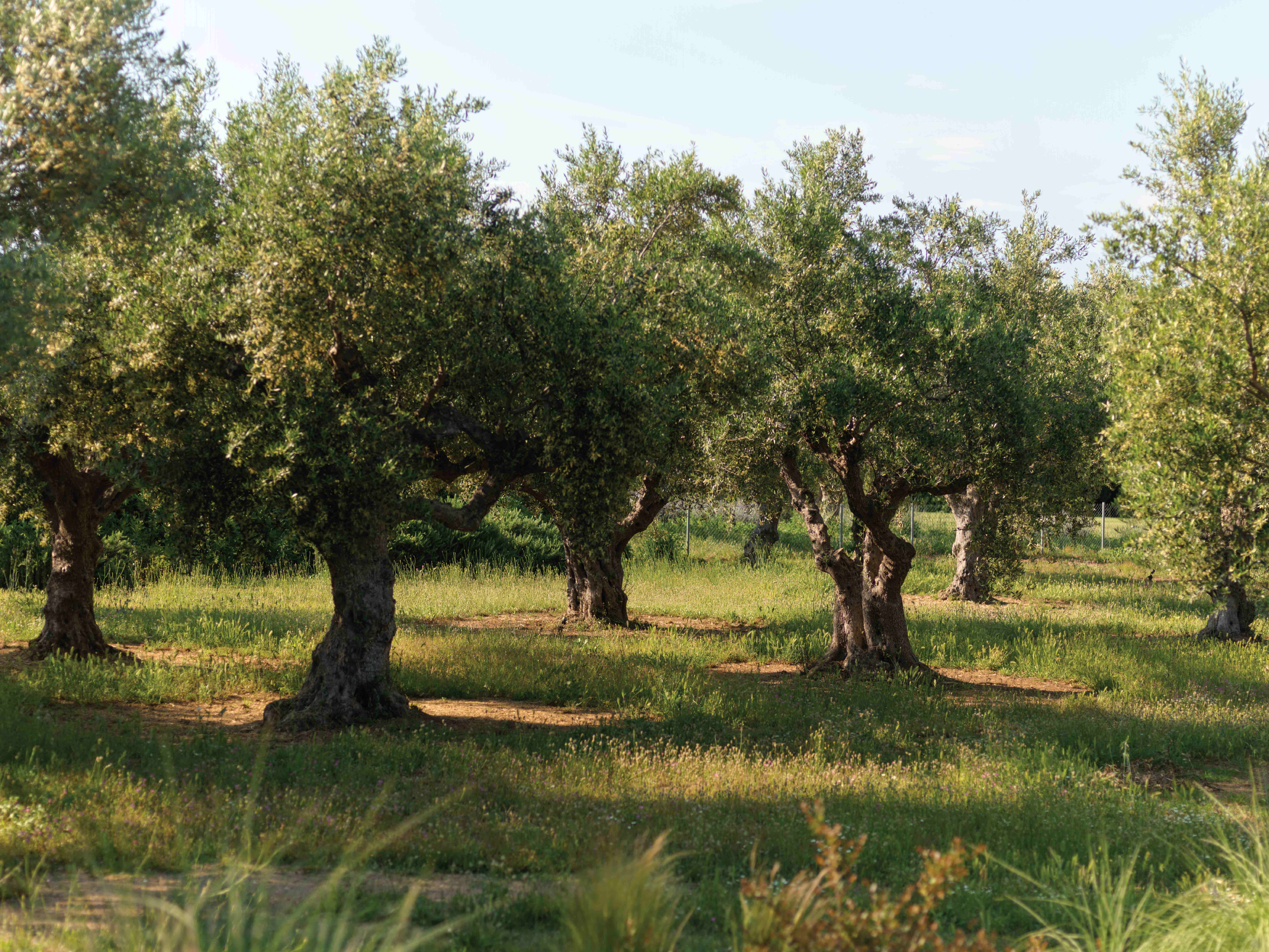 olive-grove