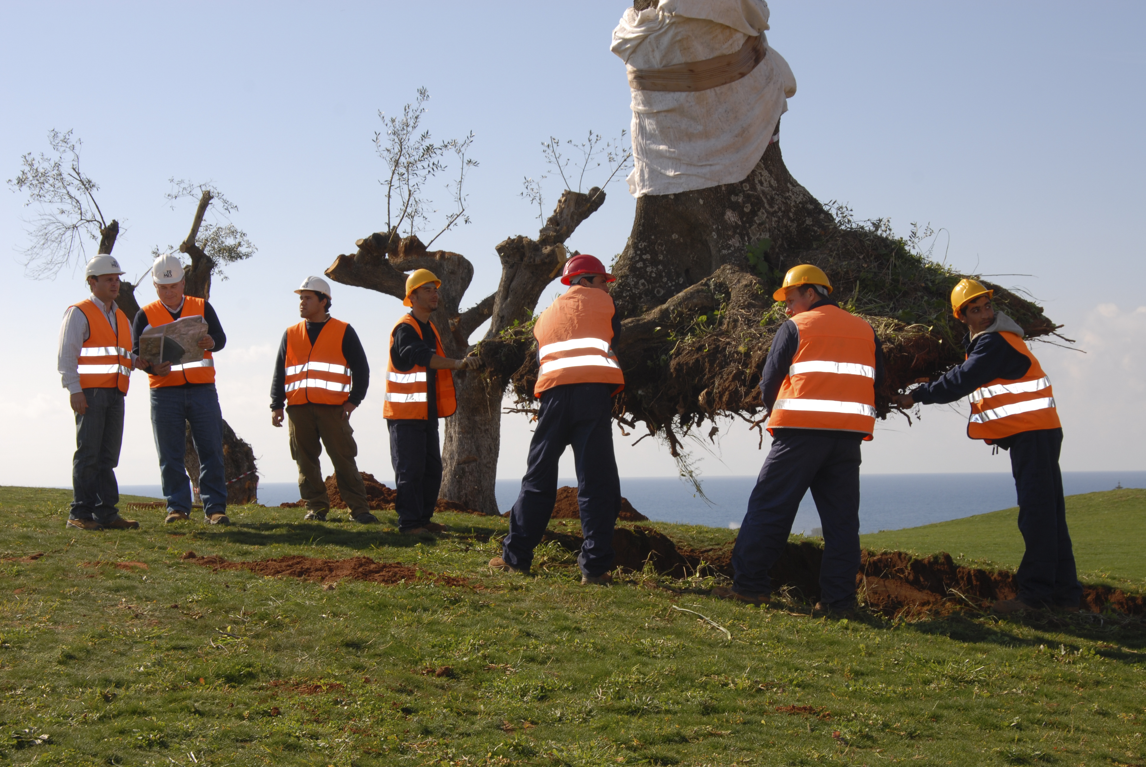 olive-transplanting-program