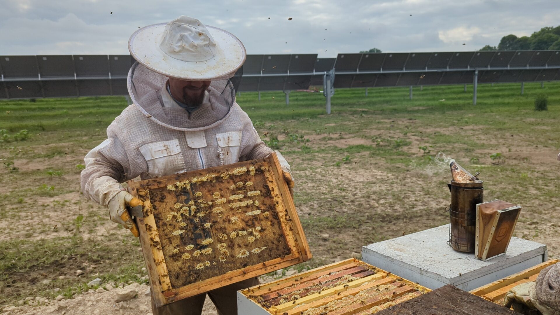lightsourcebp_bellflowersolar_beekeeping_142029903