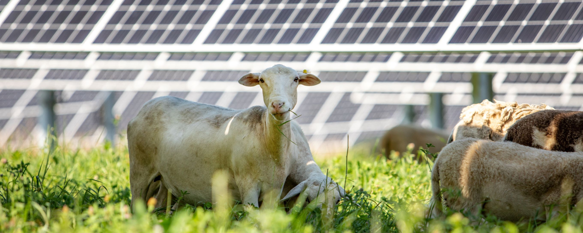 solar-grazing-banner