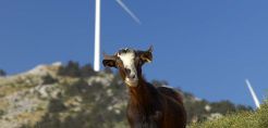 Μόνο 200 MW αιολικών "χωράει" το καλώδιο των Κυκλάδων