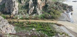 ΥΠΕΚΑ: Αναγέννηση στο φοινικόδασος του Πρέβελη 