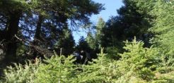 Ευρωπαϊκό σχέδιο πρόληψης δασικών πυρκαγιών