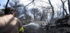 'Αμεση αναδάσωση στις καμένες εκτάσεις με απόφαση του ΥΠΕΚΑ
