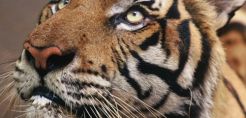 WWF: Οι πληθυσμοί των άγριων ζώων μειώθηκαν κατά 58% τα τελευταία 45 χρόνια