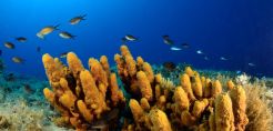 Η ευρωπαϊκή μέρα Natura 2000 μέσα από το WWF Ελλάς