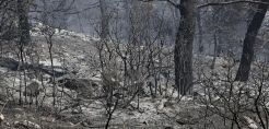 Πώς η κλιματική αλλαγή φέρνει περισσότερες καταστροφές στην Ελλάδα