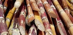 Στροφή στα βιοκαύσιμα για το Ιράν