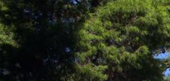 SOS οικολόγων για τον βιότοπο της Καρέτα Καρέτα