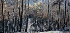 Μαυρόγυπας και Κραυγαετός νεκροί από πρόσκρουση σε έλικες ανεμογεννητριών στο Νότιο Έβρο, σύμφωνα με φορείς της περιοχής