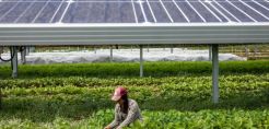 Ενημέρωση για το net-metering και τη νιτρορύπανση σήμερα στη Νίκαια από τον ΠΣΑΘ