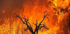 Υπό έλεγχο η πυρκαγιά στον Σελινούντα ποταμό στο Αίγιο