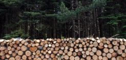 Αύξηση των μέτρων κατά της λαθροϋλοτομίας ζητά το ΥΠΕΚΑ
