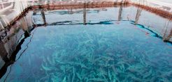 Ενίσχυση της αειφόρου ανάπτυξης της υδατοκαλλιέργειας στην Ευρώπη