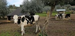 Λιγότερα ζώα θανατώθηκαν πέρυσι, λόγω μειωμένης κατανάλωσης κρεάτος