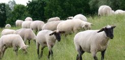Κοντά ΔΕΗ και Proud Farmers για τη Θερμοκοιτίδα Κτηνοτρόφων - Η νέα ιδέα στην εκτροφή αιγοπροβάτων