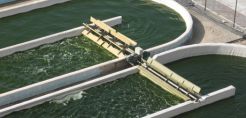 Νέα επένδυση για την Algae Farms στα βιοκαύσιμα