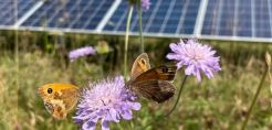Η συμβίωση φωτοβολταϊκών πάρκων και των μελισσών 
