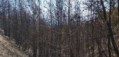 WWF Ελλάς: Απολογισμός αντιπυρικής περιόδου amp; συστάσεις - Μια ακόμα θλιβερή πρωτιά! 