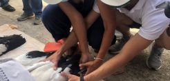 Λέσβος: Δαχτυλίδια σε νεογέννητους άσπρους πελαργούς πάνω σε στύλους της ΔΕΗ