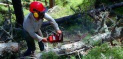 Πρόταση ΚΕΔΕ για αντιμετώπιση της λαθροϋλοτομίας