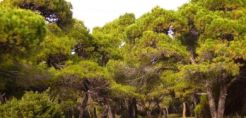Τετράμηνη παράταση για τους δασικούς χάρτες