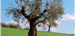 Δέντρο με οργανικά φ/β κύτταρα συλλέγει ενέργεια από το περιβάλλον