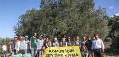 Όχι από τουρκικό δικαστήριο στη χρήση ελαιώνων για ενεργειακά έργα