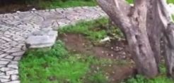 Δεν ξεριζώθηκε τελικά για καυσόξυλα η "Ελιά του Πλάτωνα"