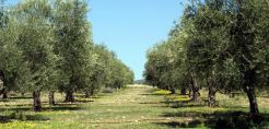 Η κλιματική αλλαγή αυξάνει την παραγωγή.... ελαιολάδου, σύμφωνα με μελέτη