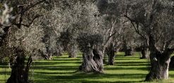 Ο αντίκτυπος της κλιματικής αλλαγής στην ελαιοκαλλιέργεια κεντρικό θέμα στο 1ο Διεθνές Συνέδριο Κέντρου Ελιάς