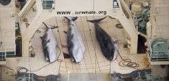 Ιαπωνία: Θανάτωση φαλαινών σε προστατευόμενη θαλάσσια περιοχή;