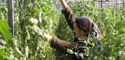 Τα βουλγαρικά θερμοκήπια ζητούν επείγουσα βοήθεια από το κράτος