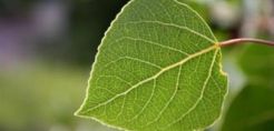 Αναπτύχθηκαν τεχνητά δέντρα που απορροφούν το διοξείδιο του άνθρακα