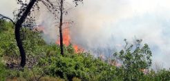 Προφυλακίστηκε ο συλληφθείς για πυρκαγιά στην Αιτωλοακαρνανία