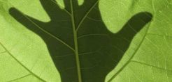 Green Project: Ξεκινάει το «πράσινο» φωτογραφικό ταξίδι