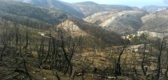 Ανώτατο κλιμάκιο του ΟΗΕ στις πυρόπληκτες περιοχές της Ηλείας