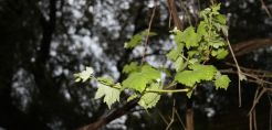 Έντονη ανησυχία από το Ecocity για το «Κλήμα Παυσανία»