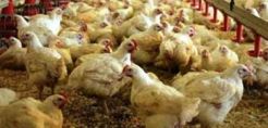 Προωθείται η ένταξη πτηνοτρόφων στο νέο τρόπο φορολόγησης για το πετρέλαιο