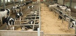 Ευκολότερη η περιβαλλοντική αδειοδότηση κτηνοτροφικών μονάδων