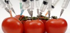 Ρωσία: Απαγορεύτηκε η εισαγωγή μη ελεγμένων μεταλλαγμένων προϊόντων