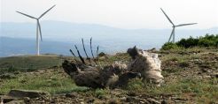Περιοχές προτεραιότητας ανά τεχνολογία προβλέπει ο νέος χωροταξικός σχεδιασμός για τις ΑΠΕ στην Κύπρο – Σε διαβούλευση η ΣΜΠΕ