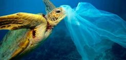 Μελέτη: Η Μεσόγειος είναι η πιο μολυσμένη θάλασσα στην Ευρώπη