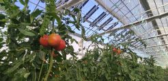Brite Solar: Ένα θερμοκήπιο ντομάτας στο Δροσερό Πτολεμαΐδας 
