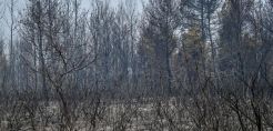 Τ. Γρηγορίου (Greenpeace): Αντιμέτωποι με έναν πλανήτη που παίρνει «φωτιά»