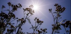 Θερμοκρασίες ρεκόρ στην Ευρώπη - Ανησυχία των επιστημόνων για τη Γροιλανδία
