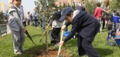 700 δένδρα φυτεύτηκαν στα πεζοδρόμια της Αθήνας