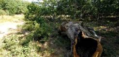 Κίνδυνος κορεσμού από CO2 για τα ευρωπαϊκά δάση