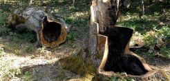 ΕΕ: Αποστολή αιτιολογημένης γνώμης στην Ελλάδα για την παράνομη υλοτόμηση