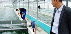 Βιοκαύσιμα από μικροφύκη απειλούν την κυριαρχία του πετρελαίου